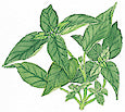 Colored drawing of basil leaves.