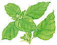 Colored drawing of basil leaves.