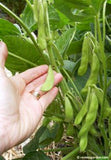 A hand displaying a ripe edamame pod growing on the vine - Renee's Garden