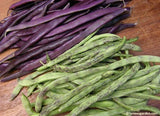 Harvested rattlesnake and purple pole beans - Renee's Garden