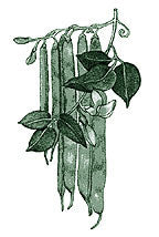 Illustration of pole beans.