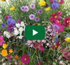 Video thumbnail for How To Grow Beekeeper's Flower Mix