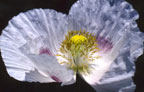 A close-up of a single Hungarian Breadseed poppy - Renee's Garden