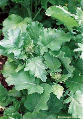 Close up of broccoli raab growing in the ground - Renee's Garden