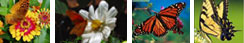 4 Images: (1) Butterfly on a zinnia, (2) Butterfly on a daisy, (3) Monarch butterfly, (4) Tiger Swallowtail Butterfly