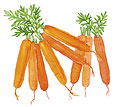 Water color image of carrots