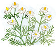 Watercolor image of the Bodegold Chamomile - Renee's Garden