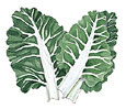 Water color image of silver ribbed chard - Renee's Garden