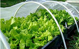Lettuces in a garden bed covered by a white floating row cover.
