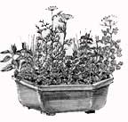 Black and white drawing of various plants in a container - Renee's Garden