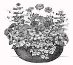 Black and white drawing of a container filled with herbs - Renee's Garden