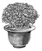 A black and white drawing of container basil - Renee's Garden