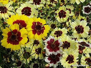 Incredible Coreopsis