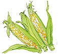 Water color image of two corn cobs with green husks - Renee's Garden