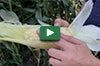 Video thumbnail for When To Harvest Your Sweet Corn