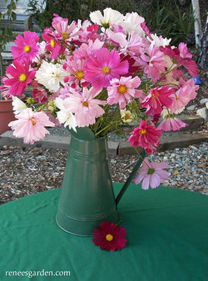 Dancing Petticoats Cosmos