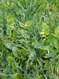 Grow a Cover Crop