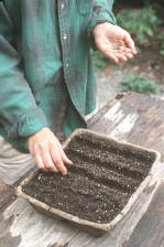 A person closing the furrows over the seeds they just sowed in soil in a seed starting try - Renee's Garden