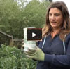 Video thumbnail for Using and Incorporating a Cover Crop: Method #1 - Turning Into The Bed