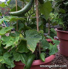 Container cucumbers growing in the garden