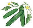 Water Color image of three cucumbers on the vine - Renee's Garden