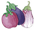 Water color image of three different types of eggplants - Renee's Garden