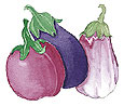 Watercolor image of Italian Trio Eggplants - Renee's Garden