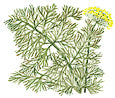 Watercolor image of some fennel - Renee's Garden