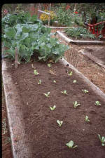 A garden bed with three rows of freshly planted seedlings - Renee's Garden