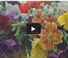 Video thumbnail for Flowers For Cutting