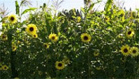 A field of Lemon Queen sunflowers - Renee's Garden