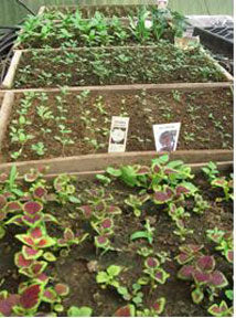 Several trays of seedlings - Renee's Garden