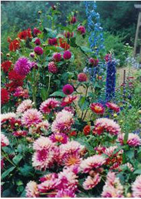 Flowers growing in the garden - Renee's Garden