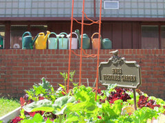 Lettuces in a garden bed with watering cans lined up in the background on a low brick wall.