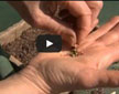 Video thumbnail for Easy Growing From Seed 