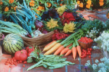 A variety of fresh veggies laid out in and around a harvesting basket - Renee's Garden