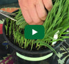 Video thumbnail for How To Juice Homegrown Wheatgrass