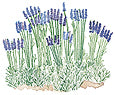 Watercolor Image of Lavender Hidcote - Renee's Garden
