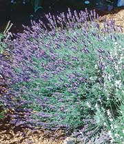 A Munstead English lavender bush - Renee's Garden