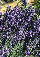 A bunch of lavender clippings - Renee's Garden