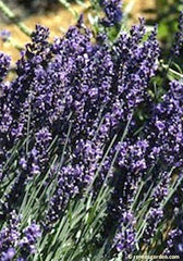 Lavender Flowers Edible Grade - Luminescents