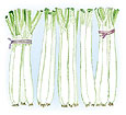 Watercolor image of some bundles of leeks - Renee's Garden