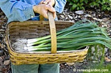 A person holding a harvest basket full of scallions - Renee's Garden