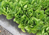 A bed of lettuce - Renee's Garden
