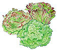 Watercolor image of three heads of lettuce - Renee's Garden