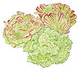 Watercolor Image of Blush Batavians lettuce - Renee's Garden