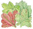 Watercolor image for Heirloom Cutting Mix baby lettuces - Renee's Garden