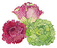 Watercolor image of European Reds & Green lettuce - Renee's Garden