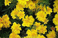 Marigolds - Renee's Garden