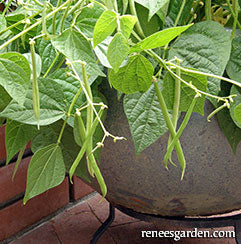 Beans growing in container